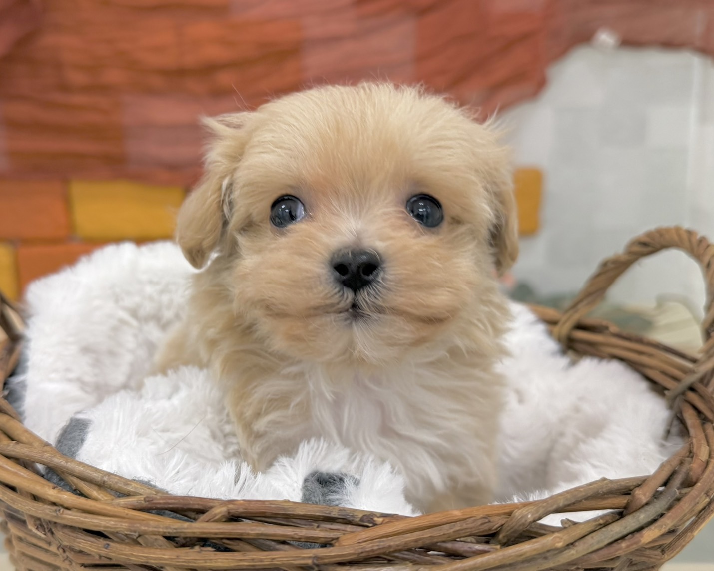 群馬県のマルプー(マルチーズ×プードル) (かねだいペットトライアル前橋/2025年12月7日生まれ/男の子/アプリコット)の子犬の2枚目の画像