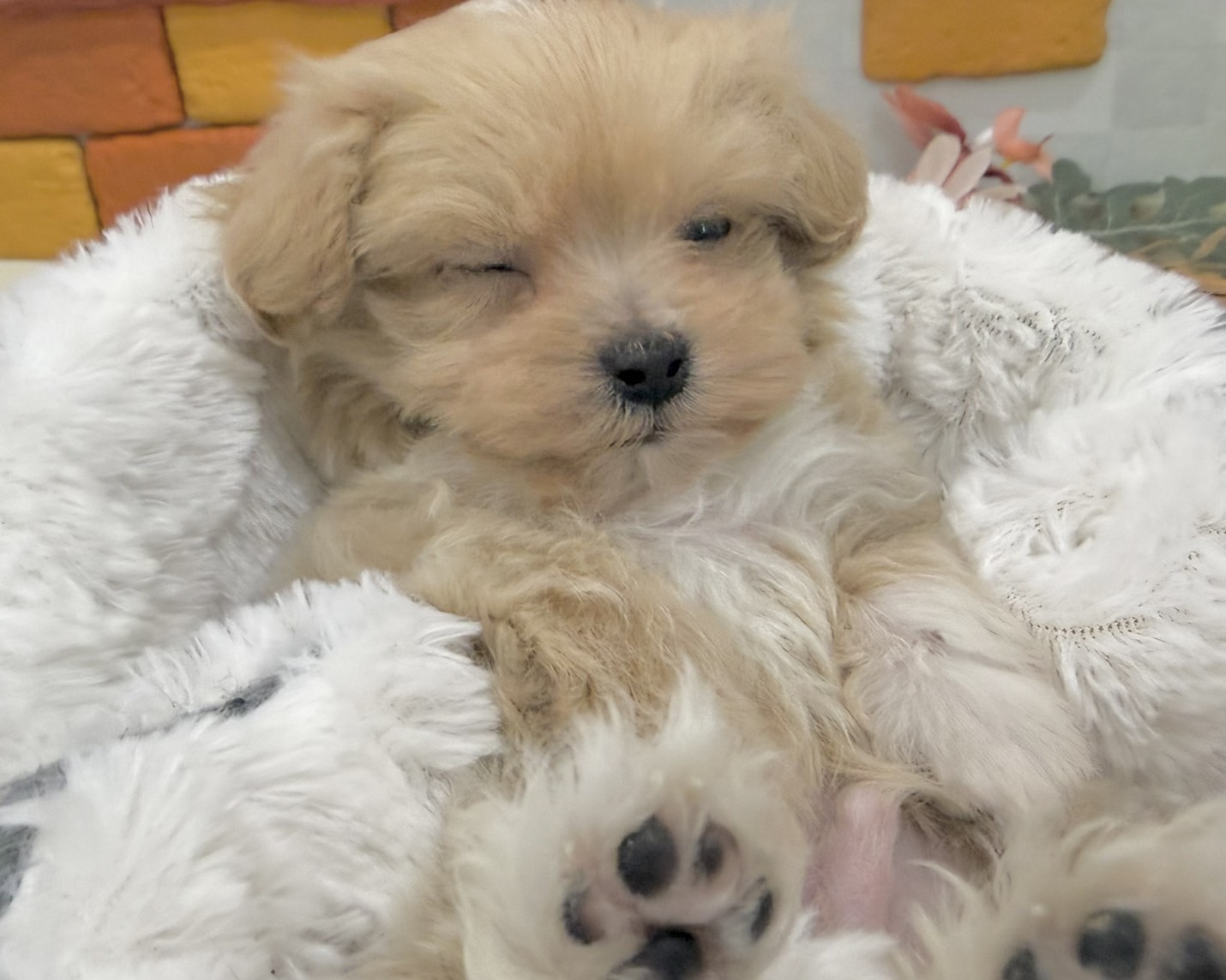 群馬県のマルプー(マルチーズ×プードル) (かねだいペットトライアル前橋/2025年12月7日生まれ/男の子/アプリコット)の子犬の3枚目の画像