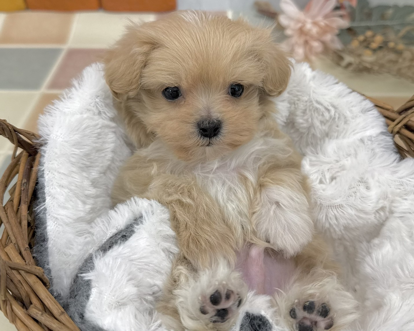 群馬県のマルプー(マルチーズ×プードル) (かねだいペットトライアル前橋/2025年12月7日生まれ/男の子/アプリコット)の子犬の4枚目の画像
