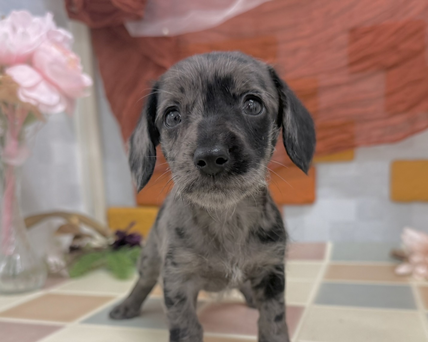 群馬県のシュナックス(シュナウザー×ダックス) (かねだいペットトライアル前橋/2025年12月8日生まれ/女の子/シルバーダップル)の子犬