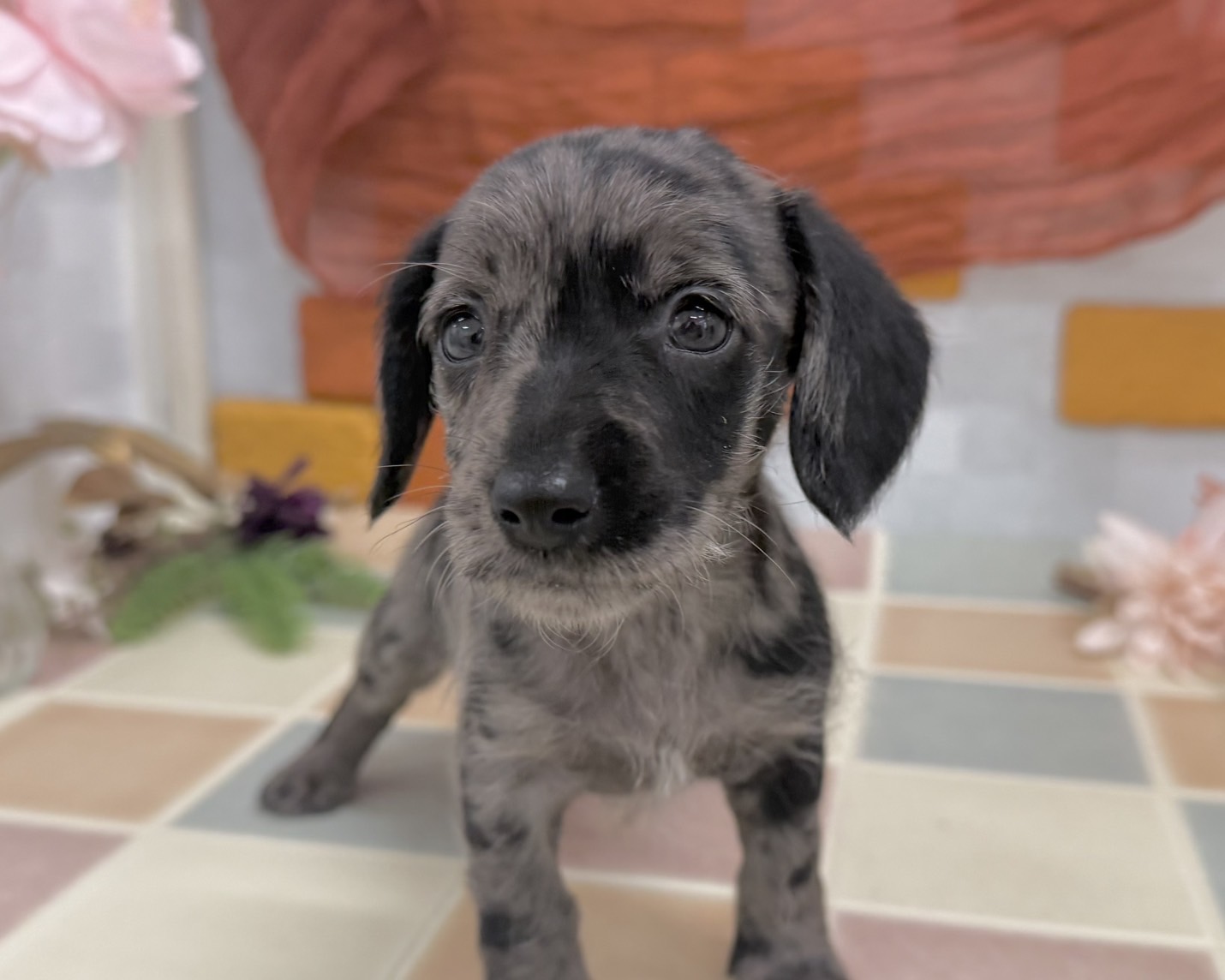 群馬県のシュナックス(シュナウザー×ダックス) (かねだいペットトライアル前橋/2025年12月8日生まれ/女の子/シルバーダップル)の子犬の2枚目の画像