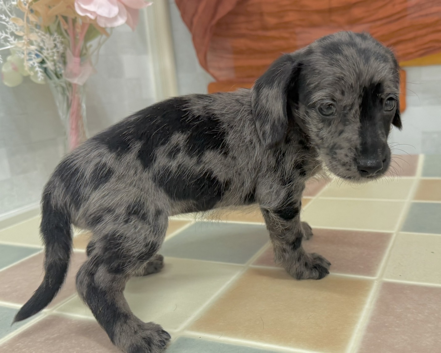 群馬県のシュナックス(シュナウザー×ダックス) (かねだいペットトライアル前橋/2025年12月8日生まれ/女の子/シルバーダップル)の子犬の3枚目の画像