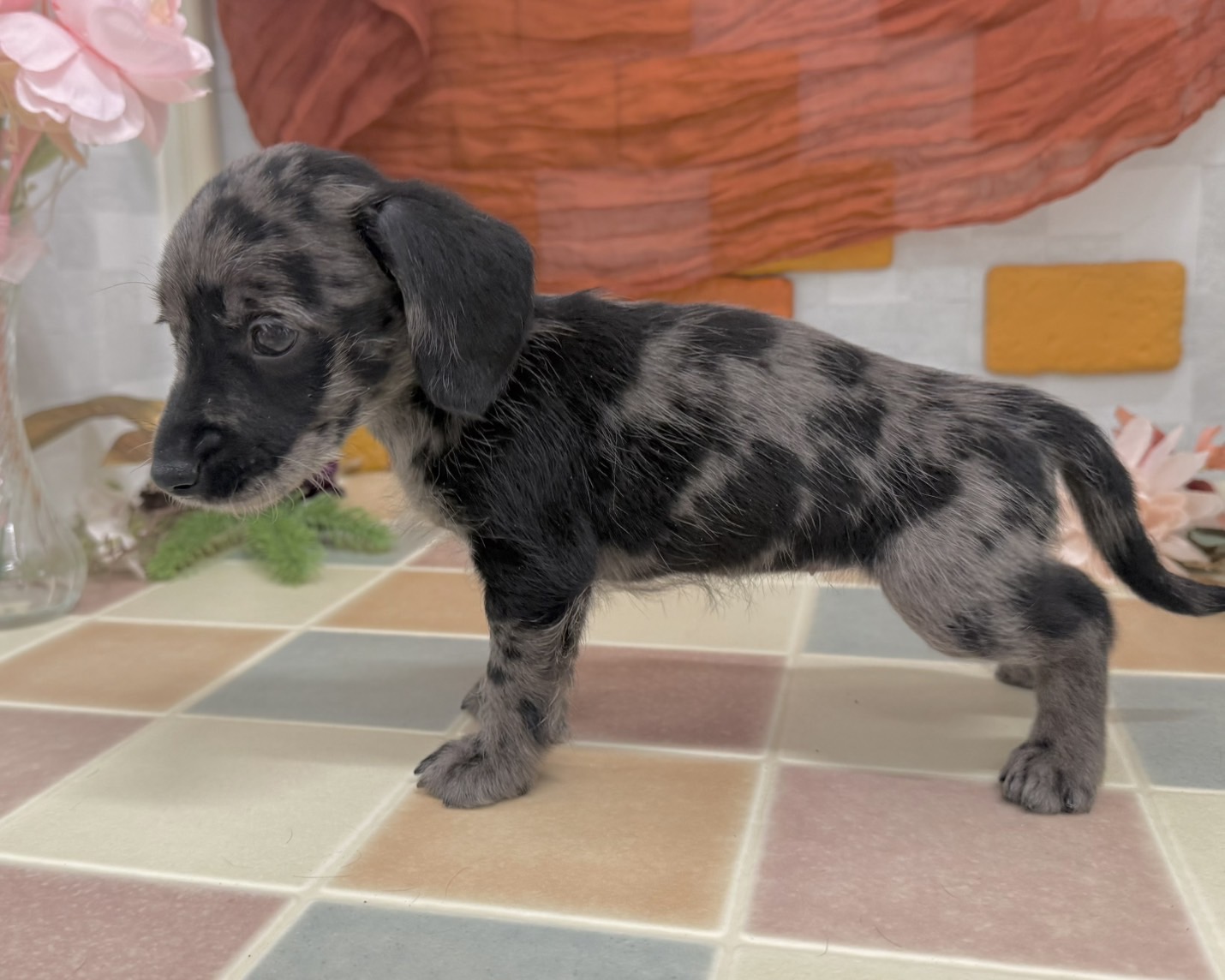 群馬県のシュナックス(シュナウザー×ダックス) (かねだいペットトライアル前橋/2025年12月8日生まれ/女の子/シルバーダップル)の子犬の4枚目の画像