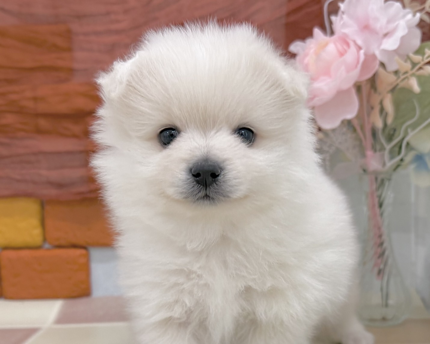 群馬県のポメラニアン (かねだいペットトライアル前橋/2025年12月9日生まれ/男の子/ホワイト)の子犬