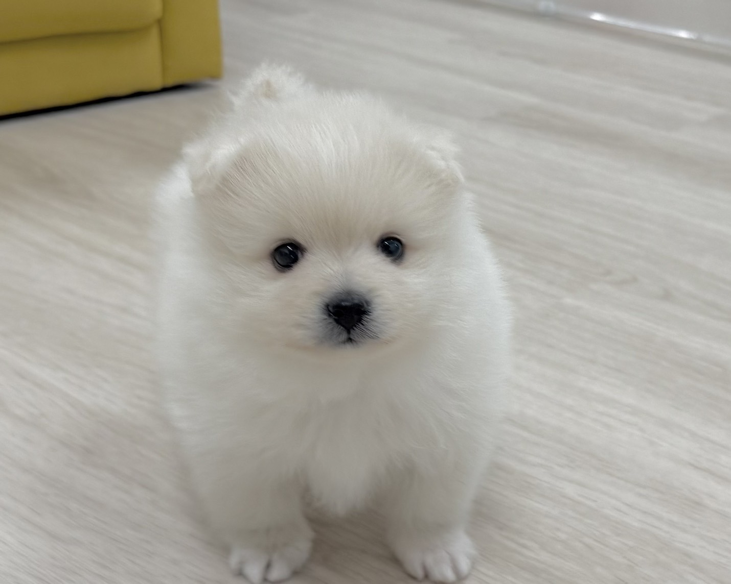 群馬県のポメラニアン (かねだいペットトライアル前橋/2025年12月9日生まれ/男の子/ホワイト)の子犬の2枚目の画像