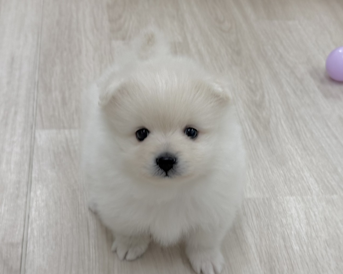 群馬県のポメラニアン (かねだいペットトライアル前橋/2025年12月9日生まれ/男の子/ホワイト)の子犬の3枚目の画像
