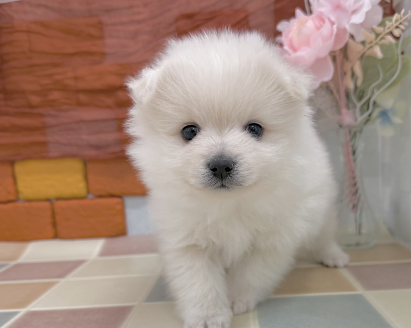 群馬県のポメラニアン (かねだいペットトライアル前橋/2025年12月9日生まれ/男の子/ホワイト)の子犬の4枚目の画像