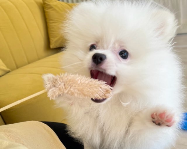 群馬県のポメラニアン (かねだいペットトライアル前橋/2025年11月23日生まれ/男の子/ホワイト)の子犬の1枚目の画像