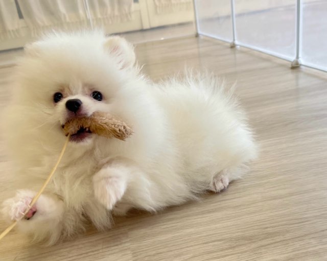 群馬県のポメラニアン (かねだいペットトライアル前橋/2025年11月23日生まれ/男の子/ホワイト)の子犬の2枚目の画像