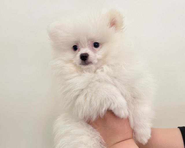群馬県のポメラニアン (かねだいペットトライアル前橋/2025年11月23日生まれ/男の子/ホワイト)の子犬の3枚目の画像