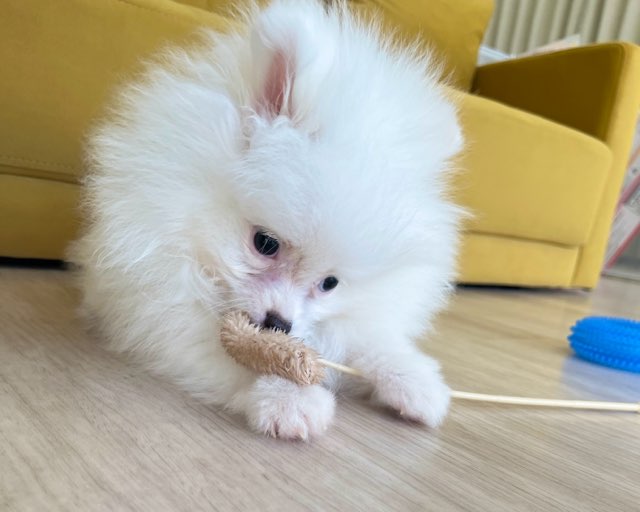 群馬県のポメラニアン (かねだいペットトライアル前橋/2025年11月23日生まれ/男の子/ホワイト)の子犬の4枚目の画像