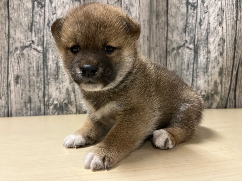 2025年12月10日生まれの柴犬(標準サイズ)