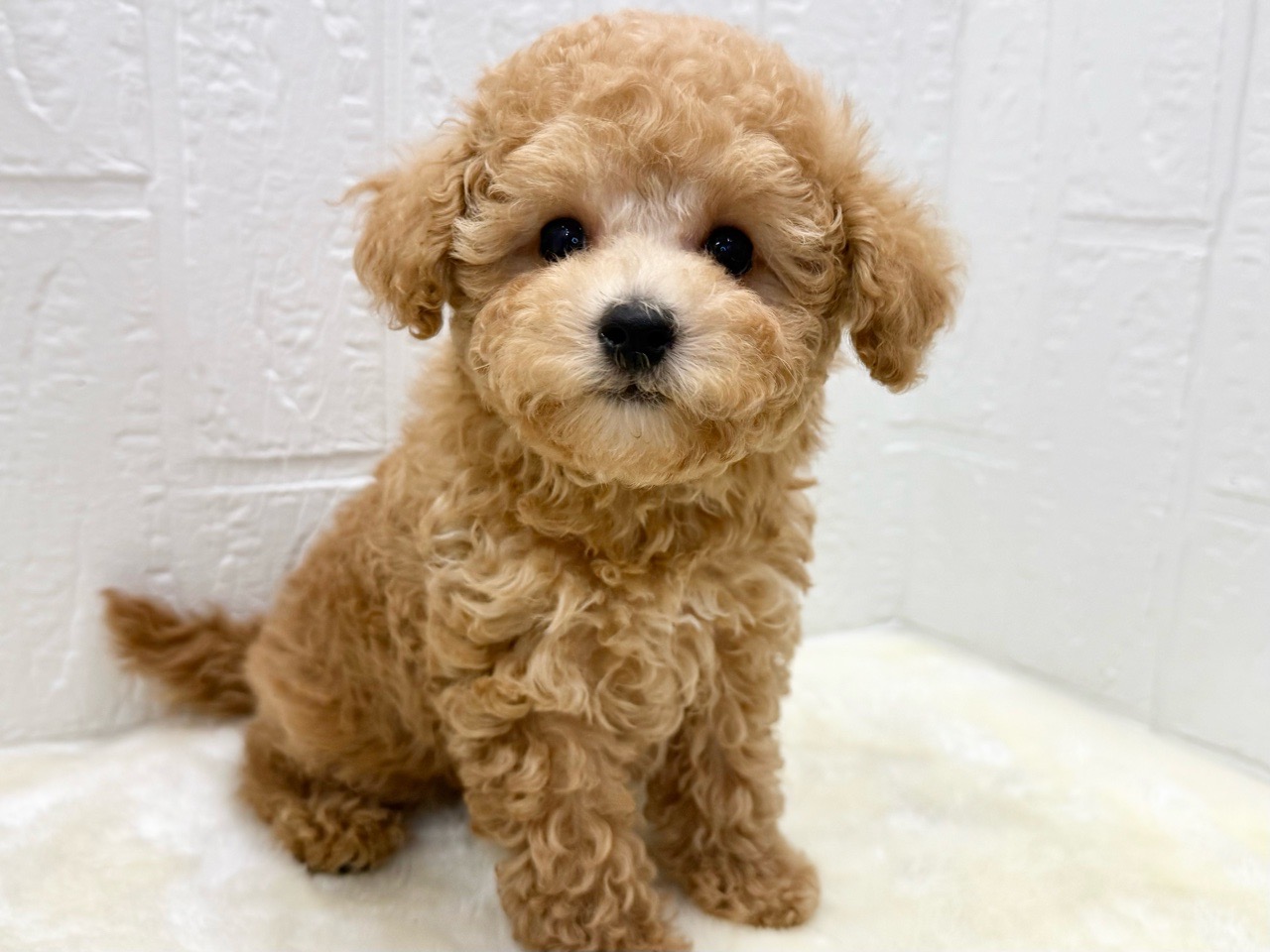 東京都のトイプードル(トイ) (かねだい青梅店/2025年11月17日生まれ/男の子/アプリコット)の子犬の1枚目の画像