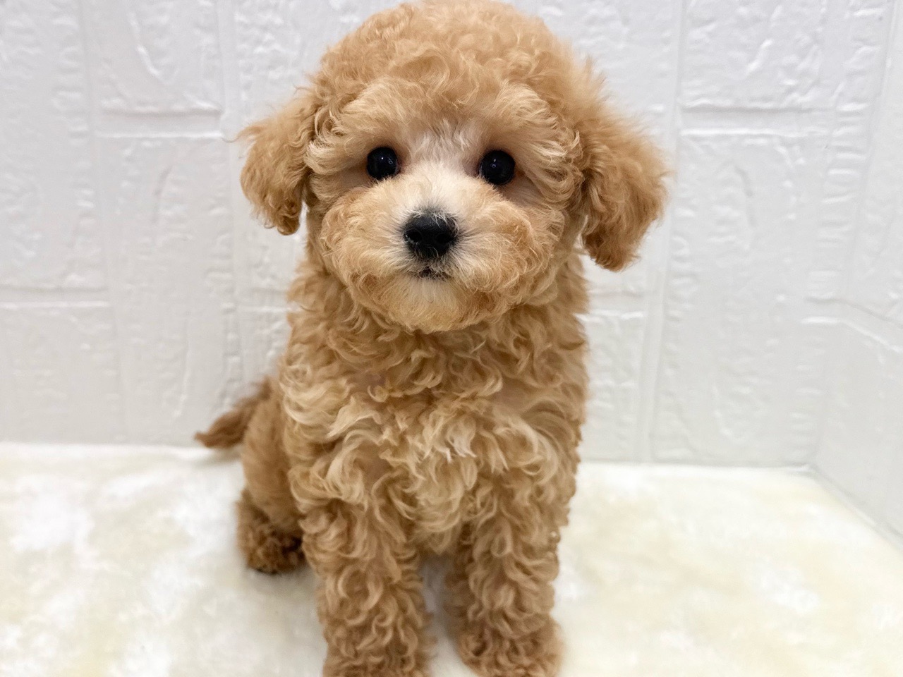 東京都のトイプードル(トイ) (かねだい青梅店/2025年11月17日生まれ/男の子/アプリコット)の子犬の2枚目の画像