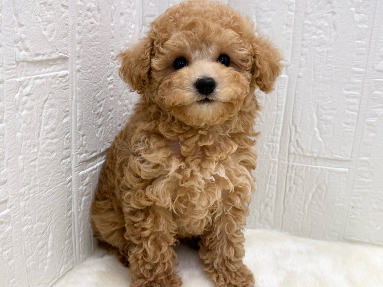 東京都のトイプードル(トイ) (かねだい青梅店/2025年11月17日生まれ/男の子/アプリコット)の子犬の3枚目の画像