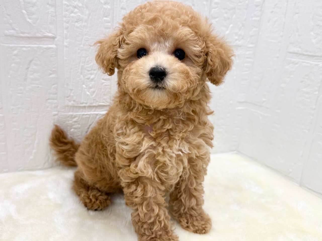 東京都のトイプードル(トイ) (かねだい青梅店/2025年11月17日生まれ/男の子/アプリコット)の子犬の4枚目の画像