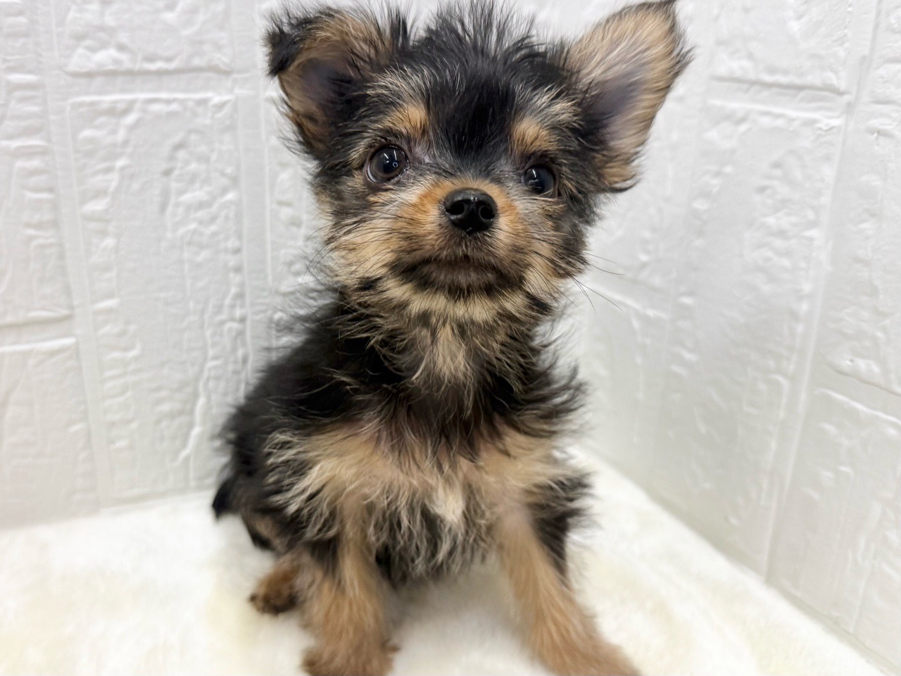 東京都のチワヨーキー (かねだい青梅店/2025年11月28日生まれ/女の子/スチールブルータン)の子犬の2枚目の画像
