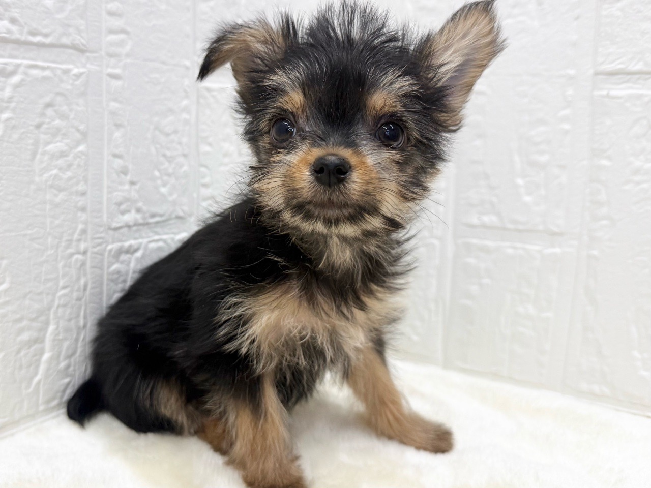 東京都のチワヨーキー (かねだい青梅店/2025年11月28日生まれ/女の子/スチールブルータン)の子犬の4枚目の画像