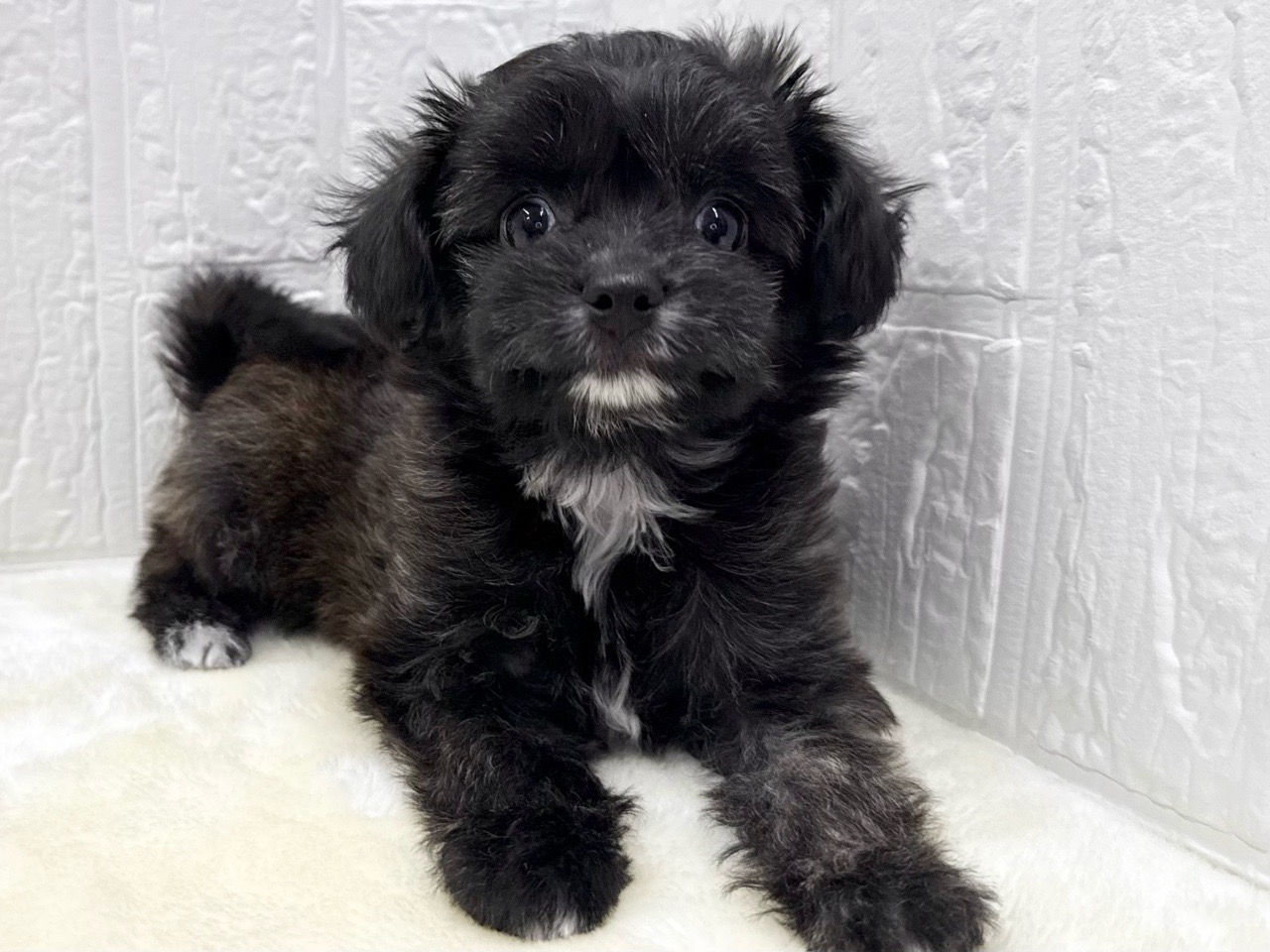 東京都のチワプー/プーチー(チワワ×プードル) (かねだい青梅店/2025年11月24日生まれ/女の子/ブリンドル)の子犬の1枚目の画像