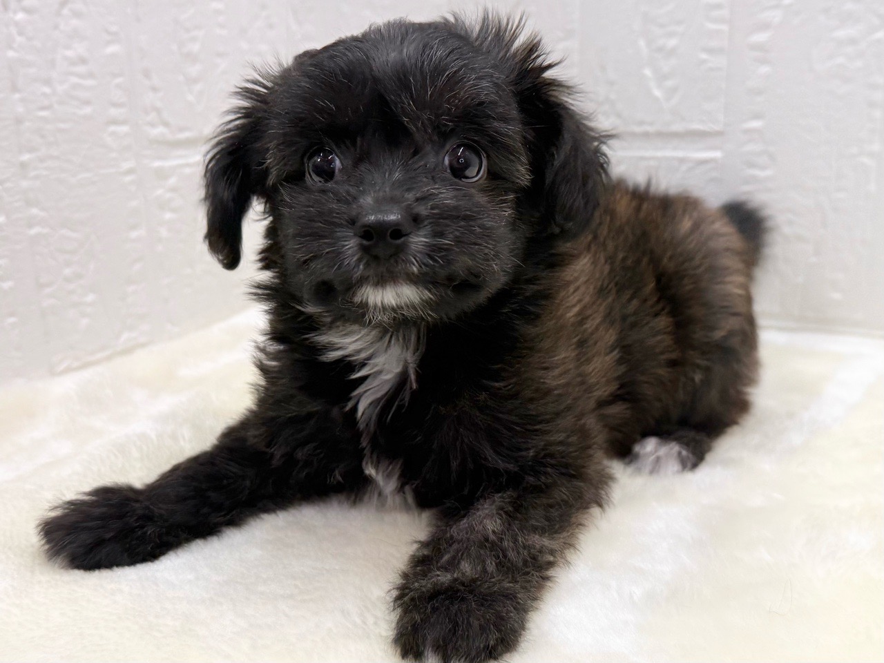 東京都のチワプー/プーチー(チワワ×プードル) (かねだい青梅店/2025年11月24日生まれ/女の子/ブリンドル)の子犬の2枚目の画像