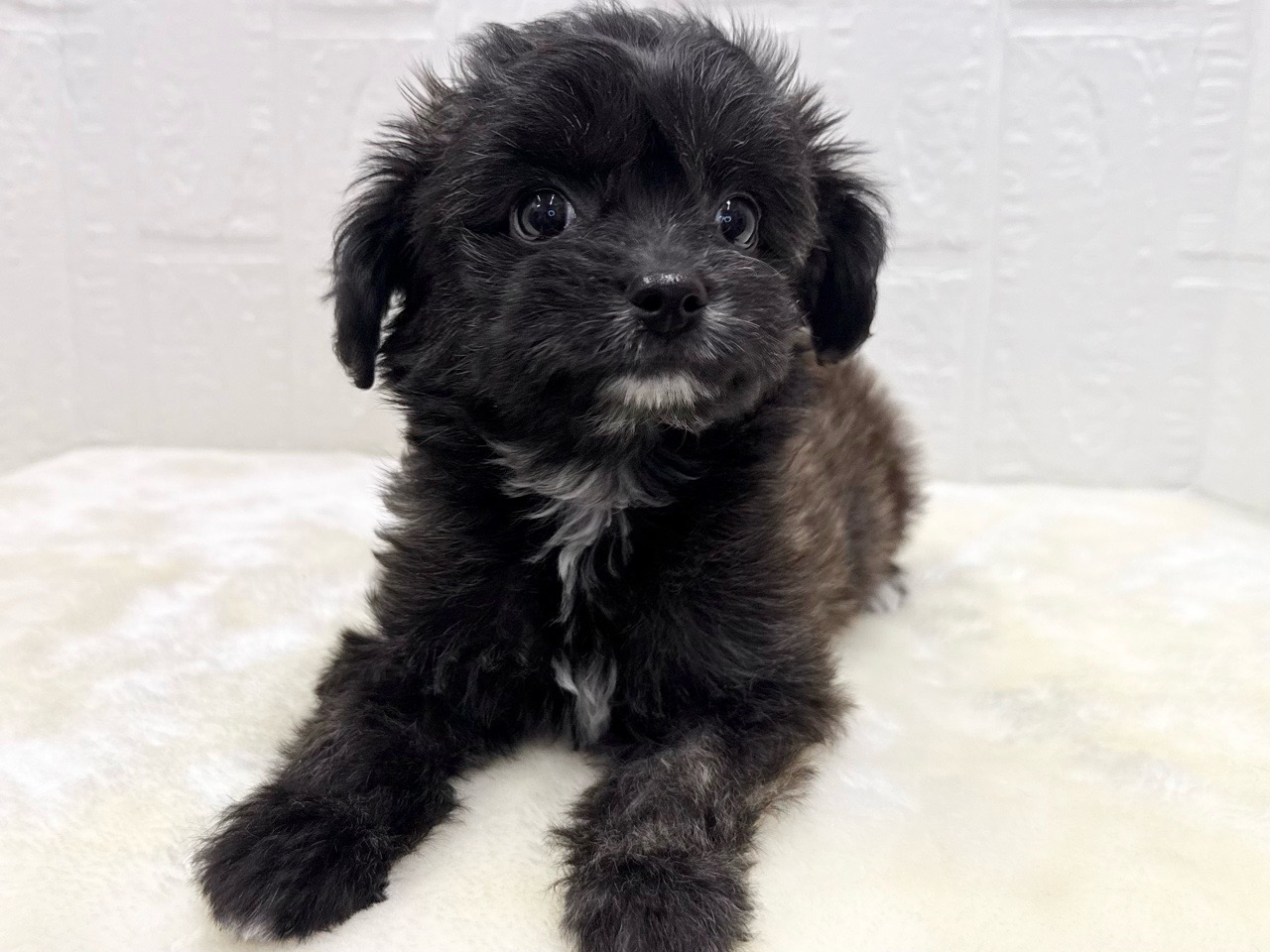 東京都のチワプー/プーチー(チワワ×プードル) (かねだい青梅店/2025年11月24日生まれ/女の子/ブリンドル)の子犬の3枚目の画像