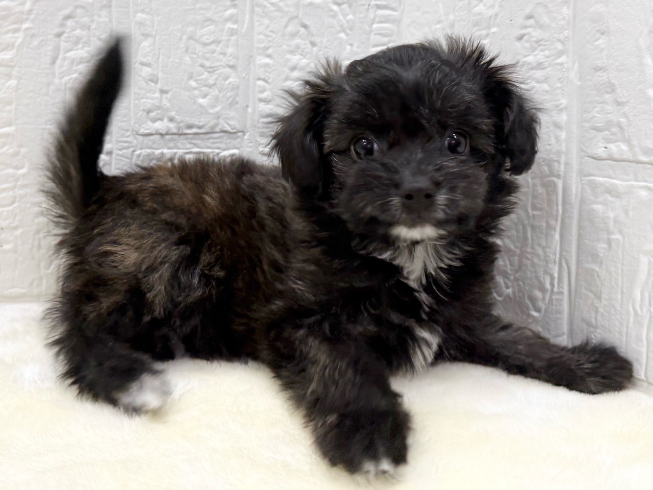 東京都のチワプー/プーチー(チワワ×プードル) (かねだい青梅店/2025年11月24日生まれ/女の子/ブリンドル)の子犬の4枚目の画像