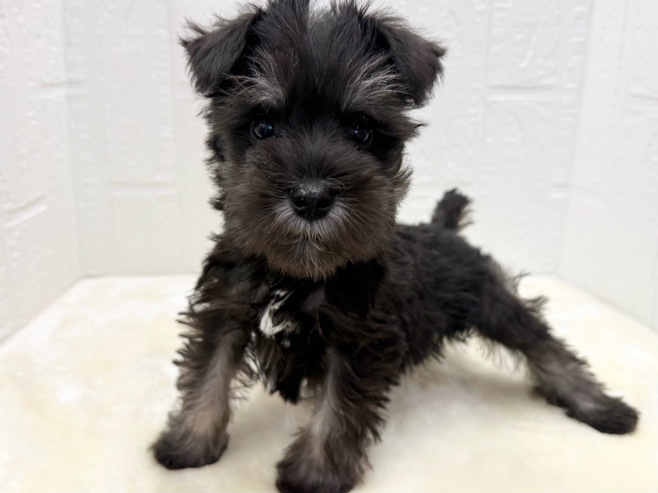 東京都のミニチュアシュナウザー (かねだい青梅店/2025年11月18日生まれ/男の子/ブラックシルバー)の子犬の1枚目の画像