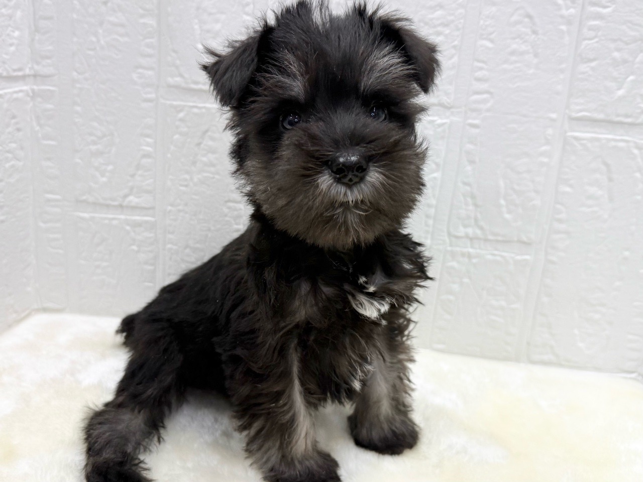 東京都のミニチュアシュナウザー (かねだい青梅店/2025年11月18日生まれ/男の子/ブラックシルバー)の子犬の2枚目の画像