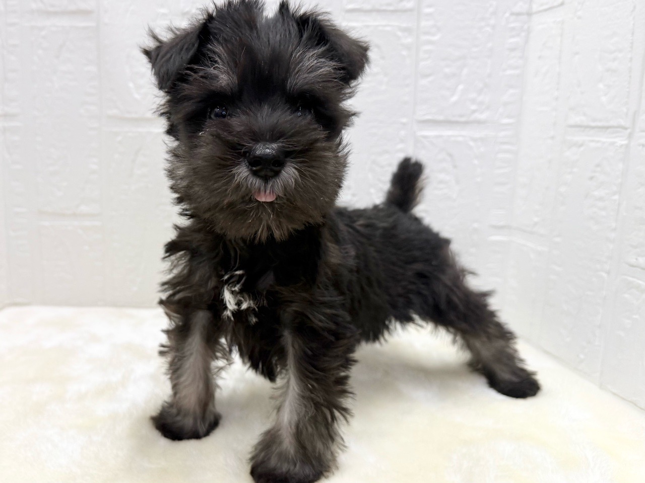 東京都のミニチュアシュナウザー (かねだい青梅店/2025年11月18日生まれ/男の子/ブラックシルバー)の子犬の3枚目の画像