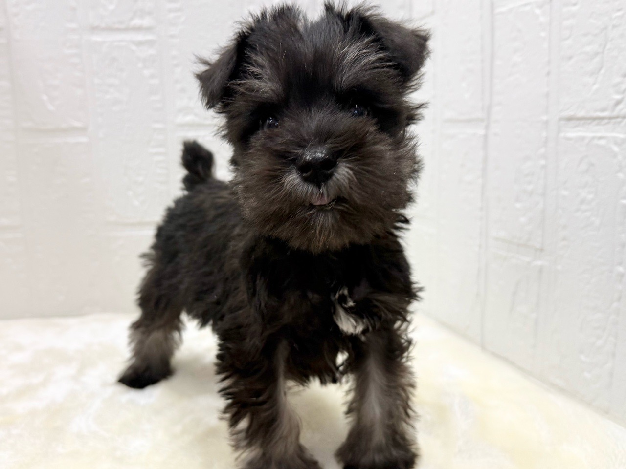 東京都のミニチュアシュナウザー (かねだい青梅店/2025年11月18日生まれ/男の子/ブラックシルバー)の子犬の4枚目の画像