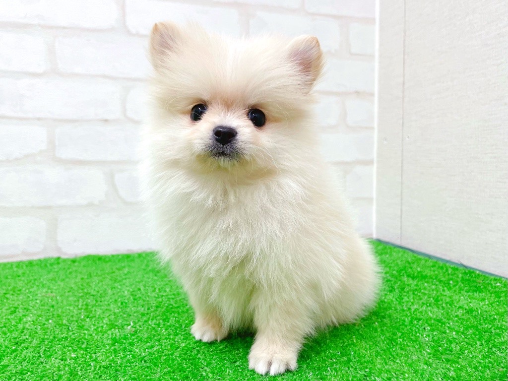 東京都のポメチワ/チワポメ/ポメチー(ポメラニアン×チワワ) (かねだい立川店/2025年12月5日生まれ/女の子/クリーム)の子犬の3枚目の画像