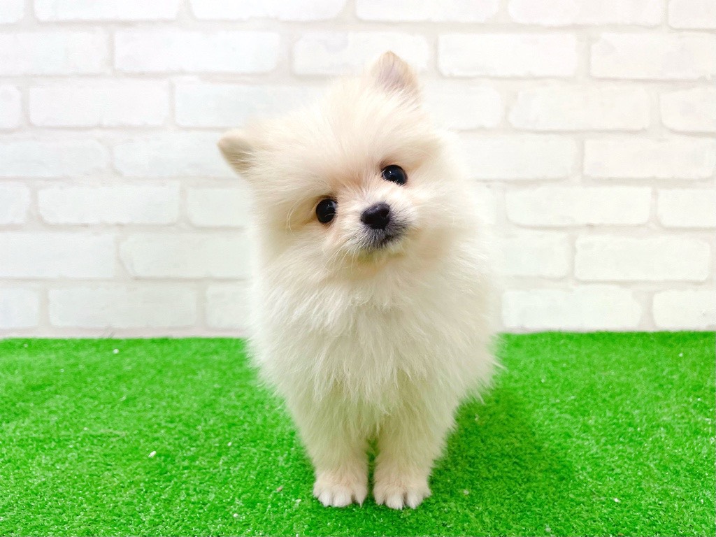 東京都のポメチワ/チワポメ/ポメチー(ポメラニアン×チワワ) (かねだい立川店/2025年12月5日生まれ/女の子/クリーム)の子犬の2枚目の画像