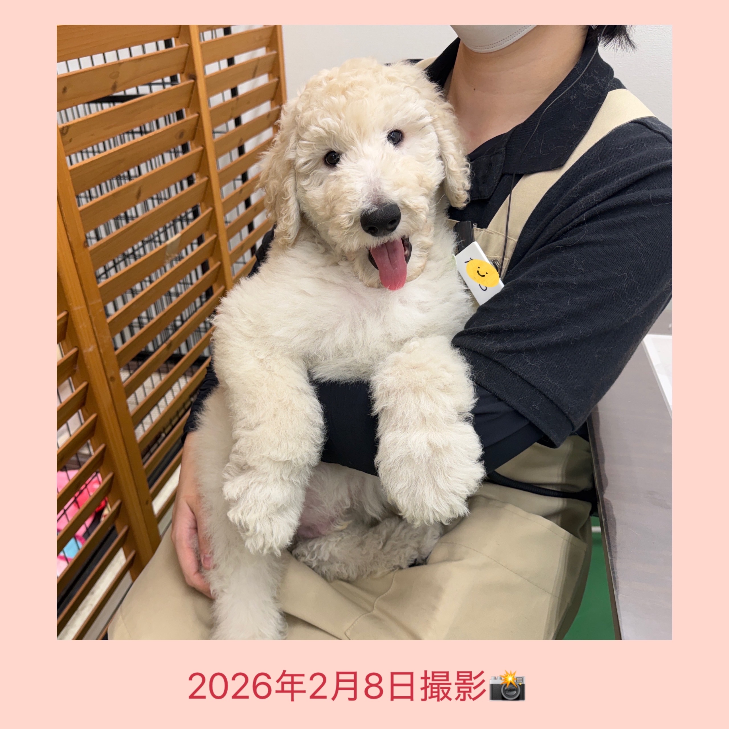 埼玉県のスタンダードプードル (かねだい桶川店/2025年11月11日生まれ/男の子/クリーム)の子犬の3枚目の画像