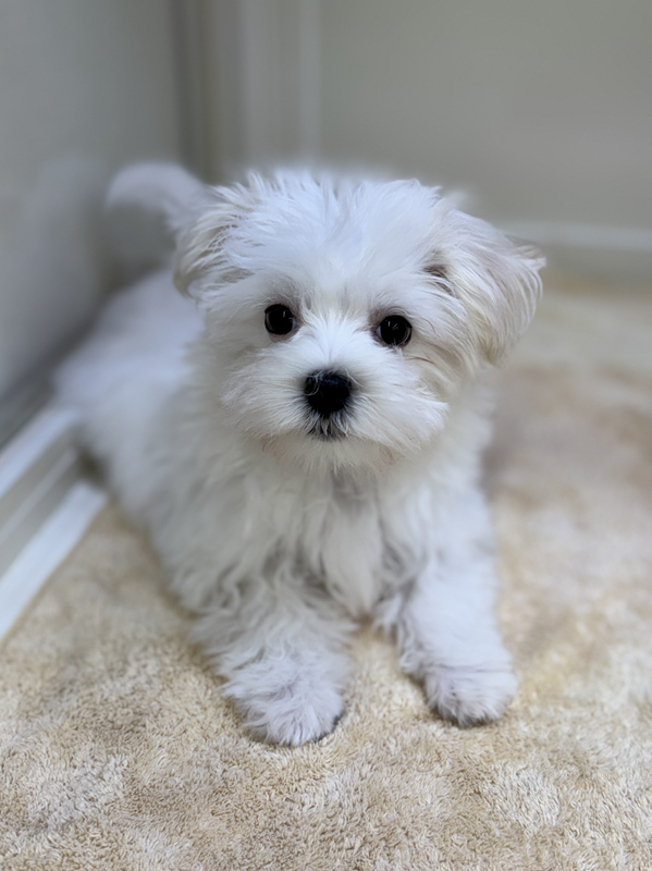 千葉県のマルズー/マルシーズ(マルチーズ×シーズー) (かねだい我孫子店/2025年11月5日生まれ/女の子/ホワイト)の子犬の2枚目の画像