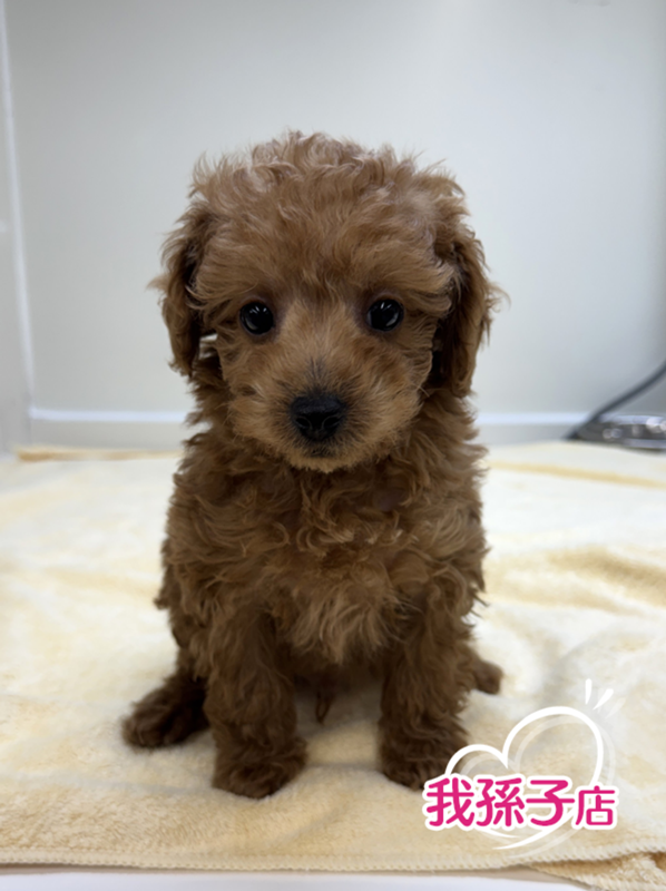 千葉県のトイプードル(トイ) (かねだい我孫子店/2025年11月23日生まれ/男の子/レッド)の子犬の1枚目の画像