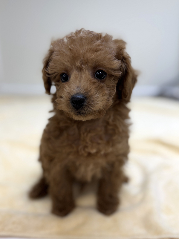 千葉県のトイプードル(トイ) (かねだい我孫子店/2025年11月23日生まれ/男の子/レッド)の子犬の2枚目の画像