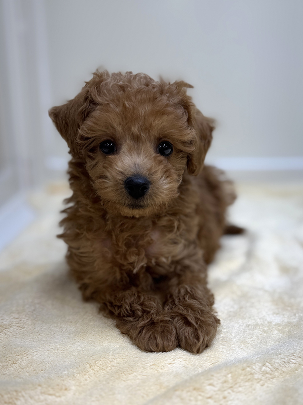 千葉県のトイプードル(トイ) (かねだい我孫子店/2025年11月23日生まれ/男の子/レッド)の子犬の3枚目の画像