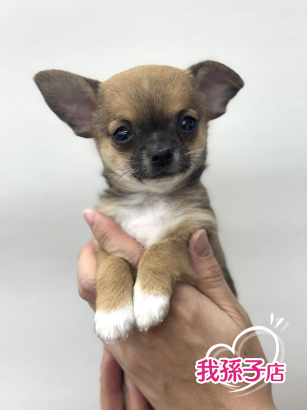 千葉県のチワワ(スムース) (かねだい我孫子店/2025年12月5日生まれ/男の子/フォーンホワイト)の子犬の1枚目の画像