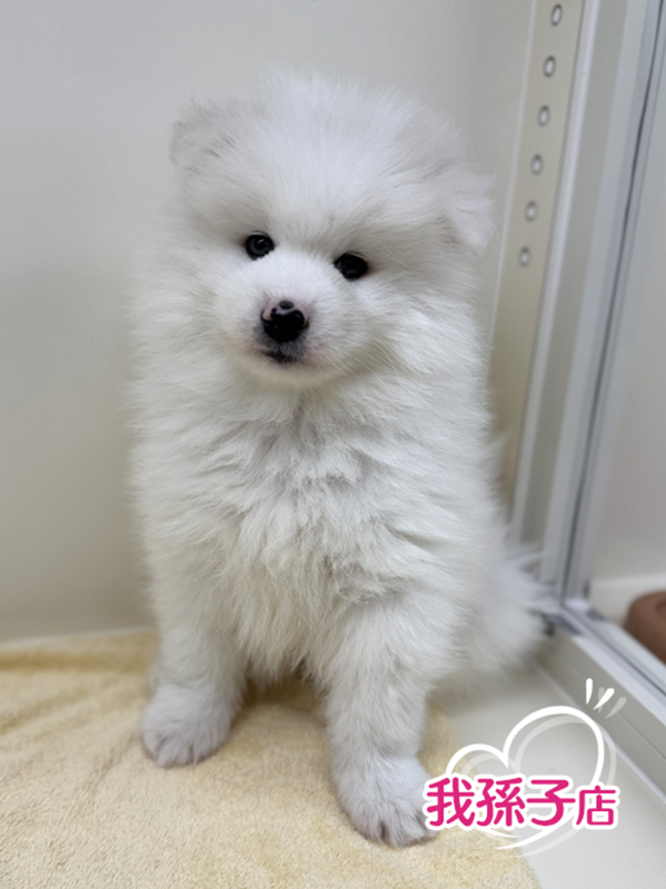 千葉県のサモエド (かねだい我孫子店/2025年12月7日生まれ/男の子/ホワイト)の子犬の1枚目の画像