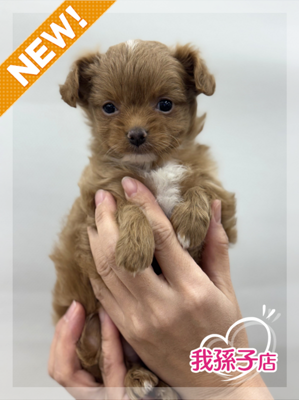 千葉県のチワプー/プーチー(チワワ×プードル) (かねだい我孫子店/2025年12月13日生まれ/女の子/その他色)の子犬の1枚目の画像