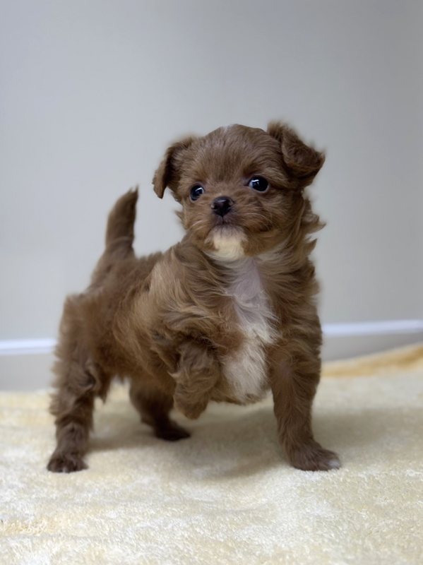 千葉県のチワプー/プーチー(チワワ×プードル) (かねだい我孫子店/2025年12月13日生まれ/女の子/その他色)の子犬の2枚目の画像