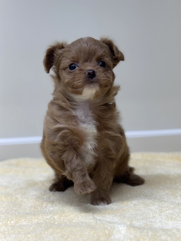 千葉県のチワプー/プーチー(チワワ×プードル) (かねだい我孫子店/2025年12月13日生まれ/女の子/その他色)の子犬の4枚目の画像