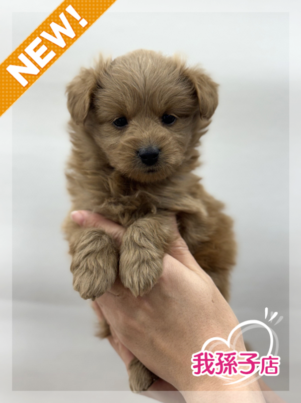 2025年12月14日生まれのポメプー(ポメラニアン×プードル)