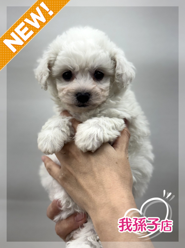 千葉県のビションフリーゼ (かねだい我孫子店/2025年12月13日生まれ/男の子/ホワイト)の子犬の1枚目の画像