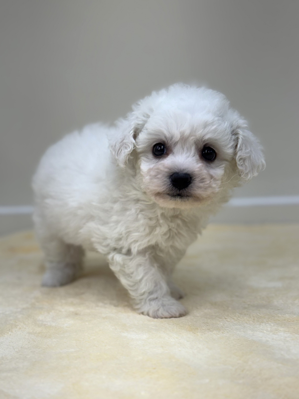 千葉県のビションフリーゼ (かねだい我孫子店/2025年12月13日生まれ/男の子/ホワイト)の子犬の3枚目の画像