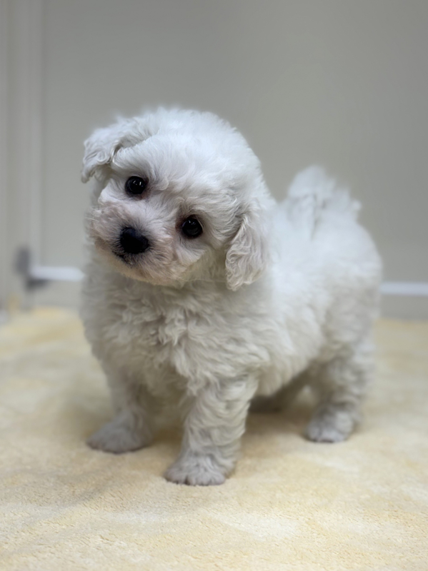 千葉県のビションフリーゼ (かねだい我孫子店/2025年12月13日生まれ/男の子/ホワイト)の子犬の4枚目の画像