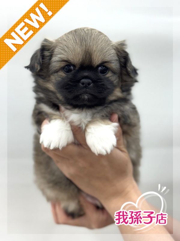 千葉県のチワペキ/ペキチー/ペキチワ(チワワ×ペキニーズ) (かねだい我孫子店/2025年12月12日生まれ/男の子/フォーン)の子犬の1枚目の画像