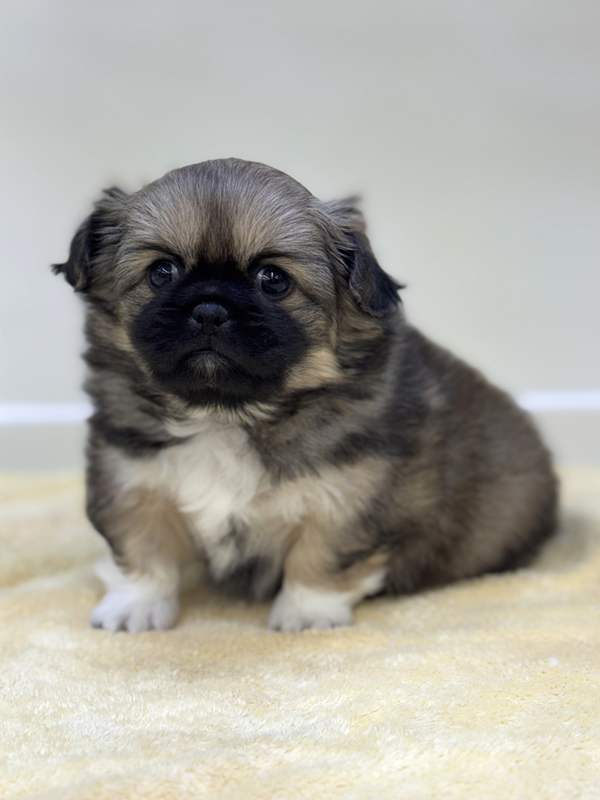 千葉県のチワペキ/ペキチー/ペキチワ(チワワ×ペキニーズ) (かねだい我孫子店/2025年12月12日生まれ/男の子/フォーン)の子犬の2枚目の画像