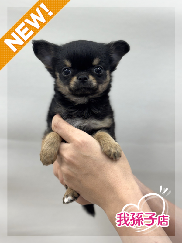 千葉県のチワワ(ロング) (かねだい我孫子店/2025年12月13日生まれ/女の子/ブラックタンホワイト)の子犬