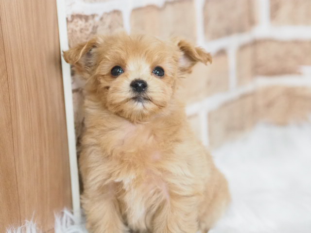 埼玉県のマルプー(マルチーズ×プードル) (かねだい戸田店/2025年12月12日生まれ/女の子/クリーム)の子犬